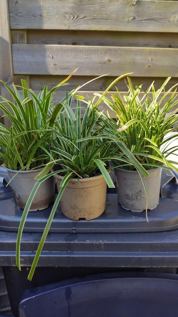 Carex morrowii variegata, Ophalen, Siergrassen, Halfschaduw