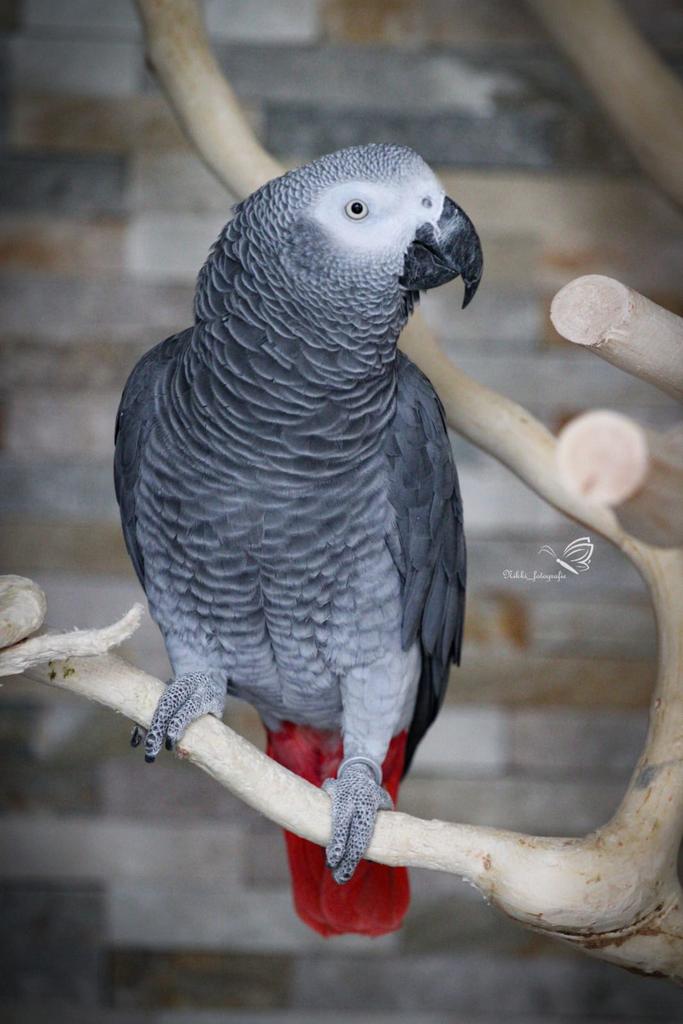 Grijze Roodstaart papegaai, Dieren en Toebehoren, Vogels | Parkieten en Papegaaien, Mannelijk, Papegaai