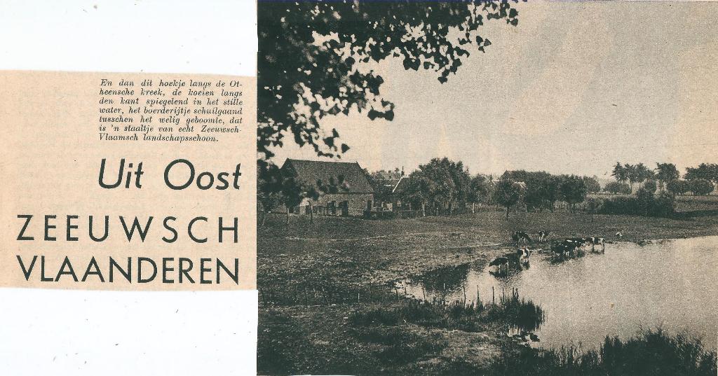 Othene Zaamslag knipsel 1939, Natuur, Gebruikt, Ophalen of Verzenden, Voor 1940