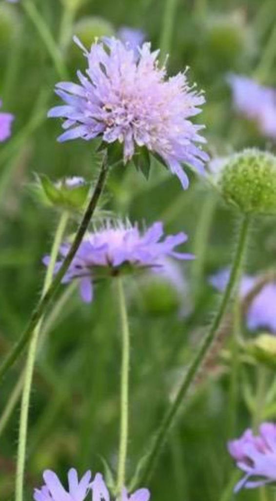 Zaden  Knautia arvensis  Beemdkroon inheems, Ophalen of Verzenden, Volle zon