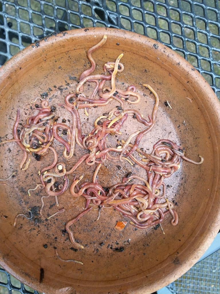 Tijger / Compostwormen alleen afhalen, Ophalen