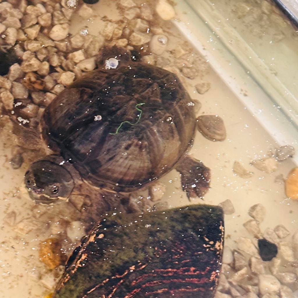 Schildpadden, Maart, Meerdere dieren