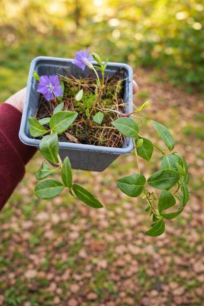 Maagdenpalm (Vinca minor) - Bodembedekker met paarse bloemen, Tuin en Terras, Planten | Tuinplanten, Ophalen, Bodembedekkers, Vaste plant