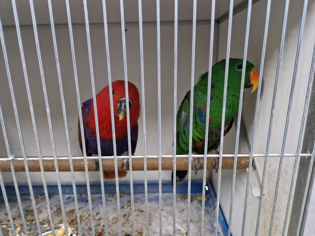 Jong koppel edelpapegaaien, Dieren en Toebehoren, Vogels | Parkieten en Papegaaien, Meerdere dieren, Parkiet