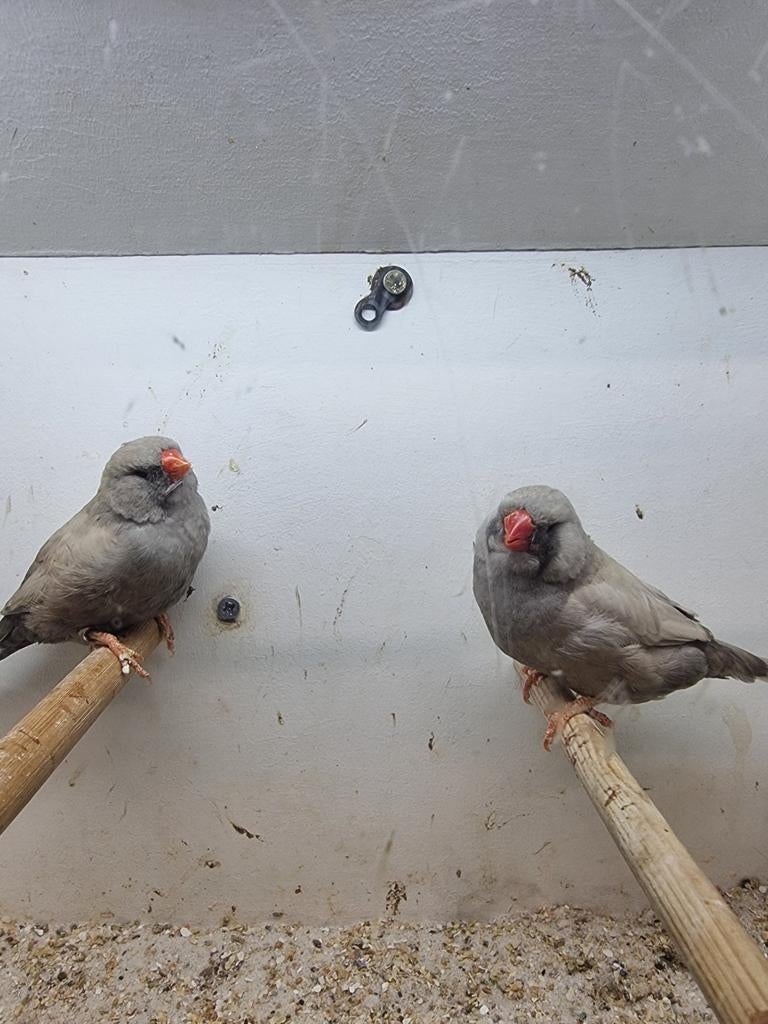 Te koop koppel charcoal Pastel van 2025, Meerdere dieren