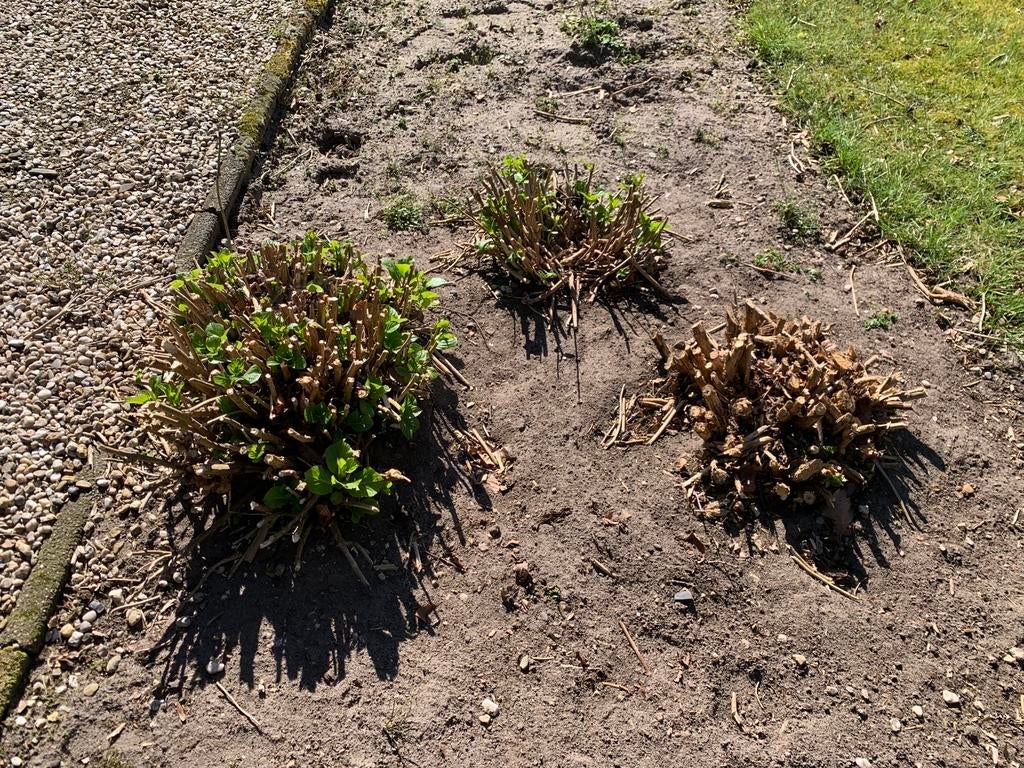 Tuinplanten / bloemen , blauwe hortensia’s , hosta etc etc, Tuin en Terras, Planten | Tuinplanten, Ophalen, Overige soorten, Halfschaduw