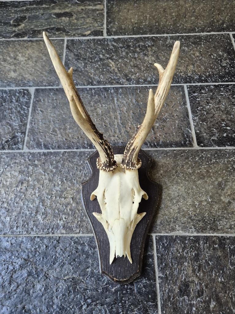 Prachtig Ree Gewei Zes ender Mancave jacht overkapping g62, Verzamelen, Dierenverzamelingen, Zo goed als nieuw, Gewei of Kop, Hert