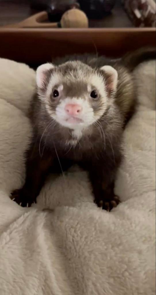 GEZOCHT mannelijke fret, Januari, Mannelijk