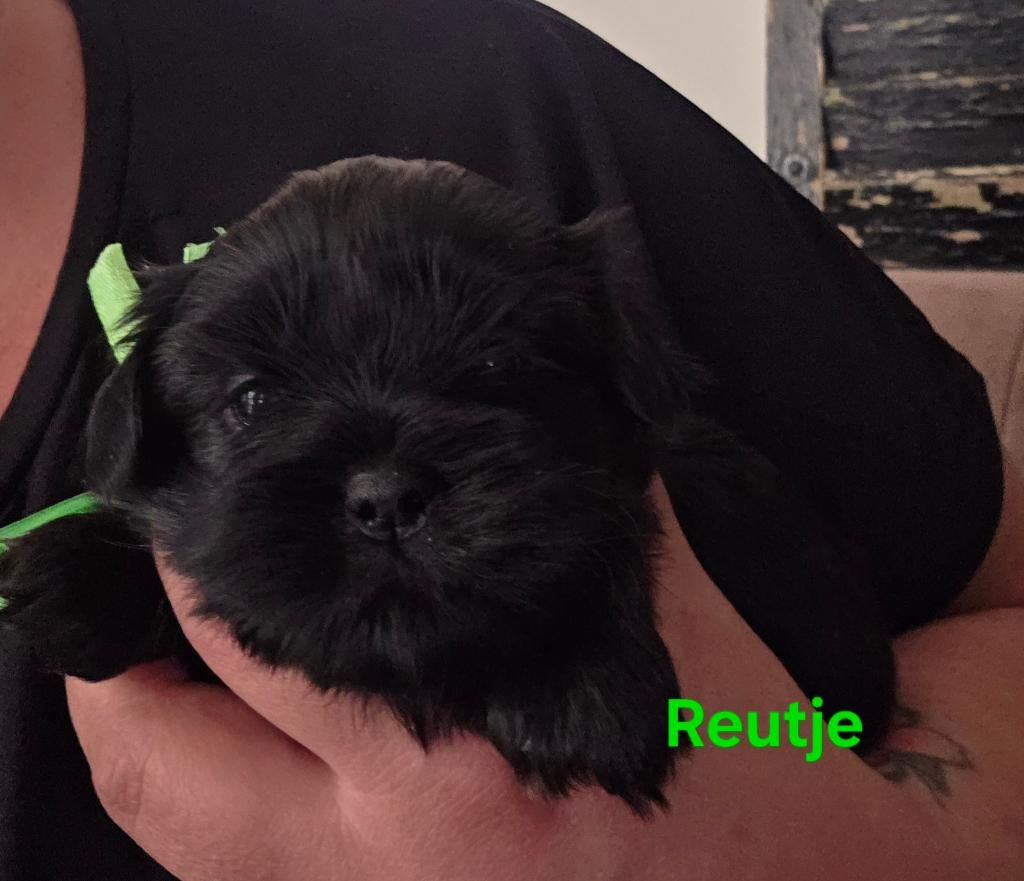 Nog 2 prachtige Boomer pup reutjes, Overige rassen, 8 tot 15 weken, Meerdere, Meerdere dieren