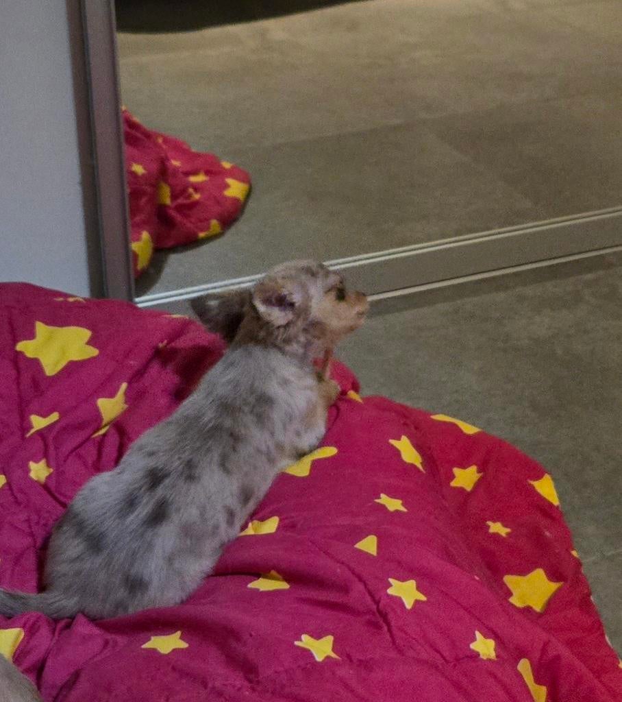 Chichuahua puppy, teefje, choco -merlee, België, Fokker | Hobbymatig, 15 weken tot 1 jaar, Teef