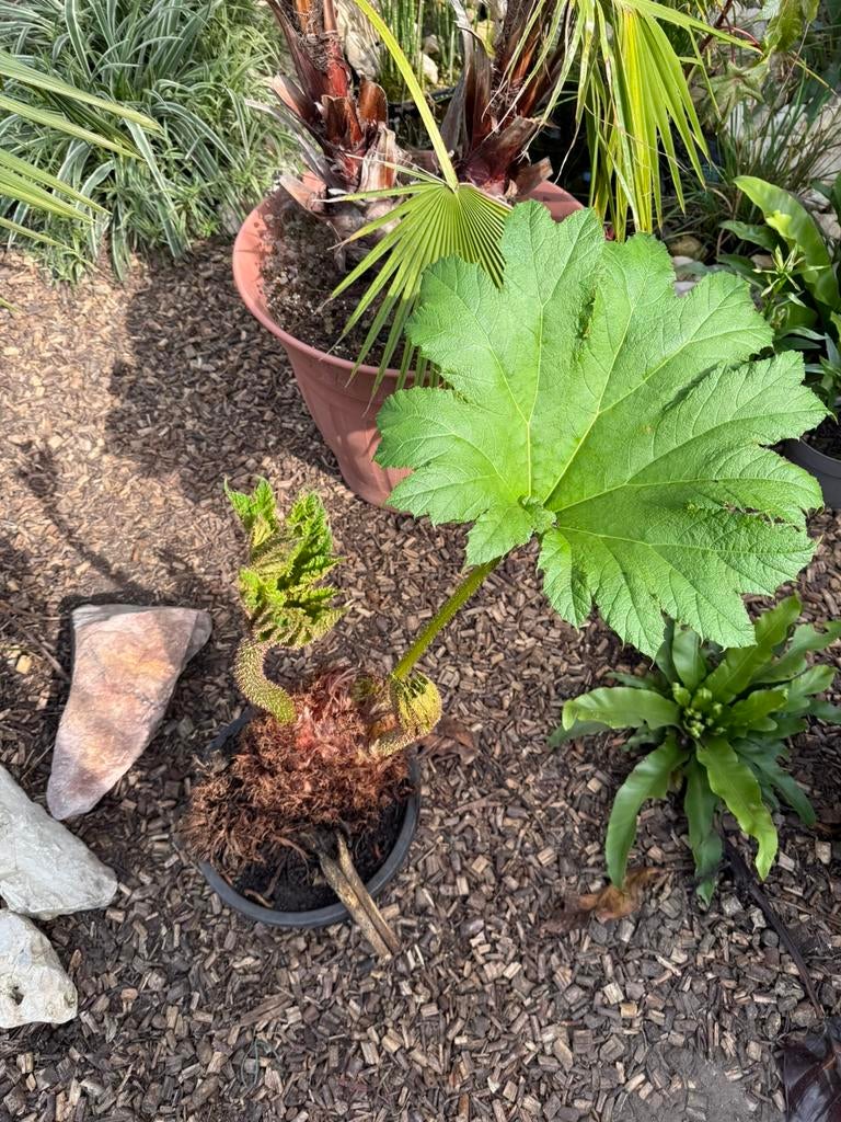 Gunnera Manicata Reuzenrabarber (Mammoetblad) - LAATSTE STEK, Vaste plant, Volledige schaduw, Lente, Ophalen