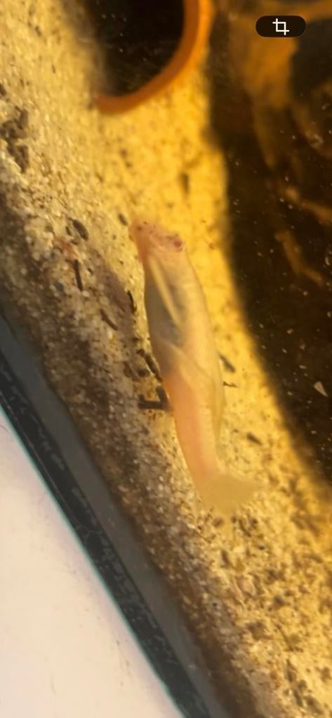 Algen eters te koop, Dieren en Toebehoren, Vis