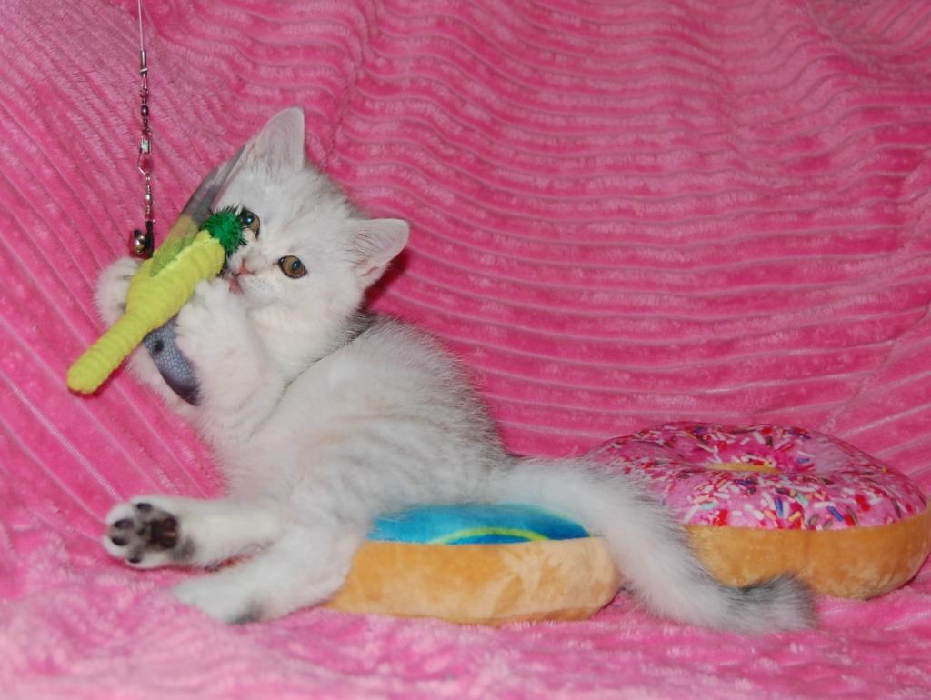 Help mijn Poes is zwanger.......wat nu ???, Poes