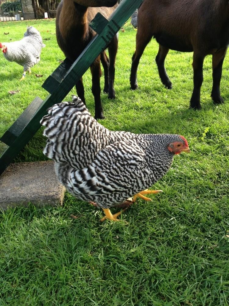 Kippen jonge hennen, Dieren en Toebehoren, Pluimvee, Vrouwelijk, Kip