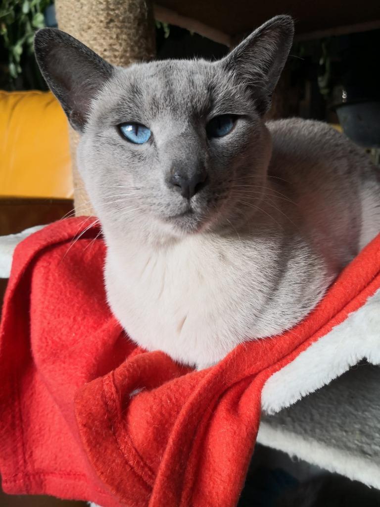 Blauwe rus dekkaters zijn hun seizoen weer gestart!, Dieren en Toebehoren, 3 tot 5 jaar