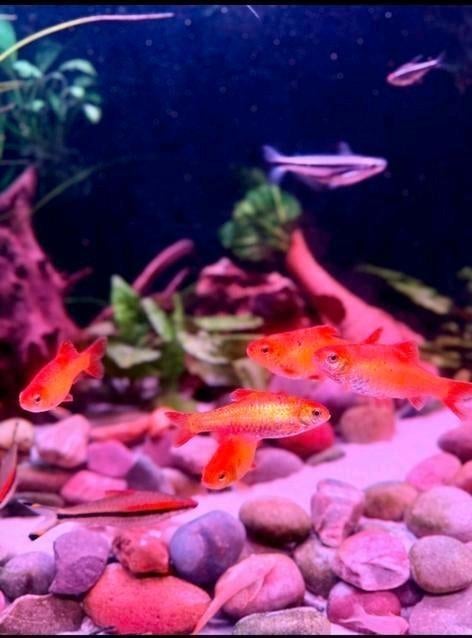 Oranje barbelen groot 6 stuks aquarium vissen