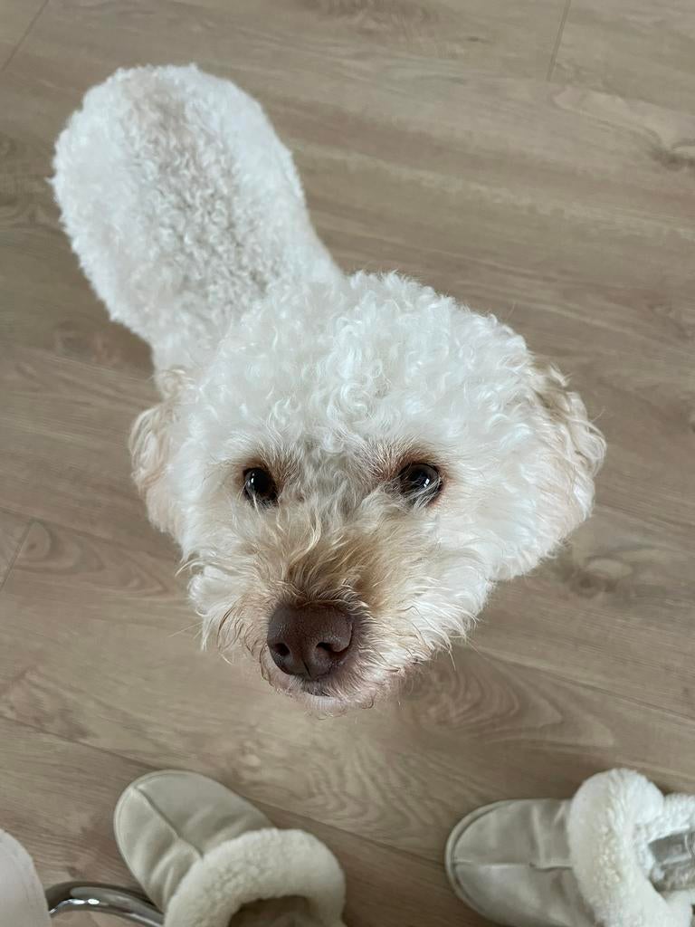 Super lieve poedel zoekt een nieuw liefdevol huisje, Dieren en Toebehoren, Honden | Chihuahua's en Gezelschapshonden, Poedel, Teef