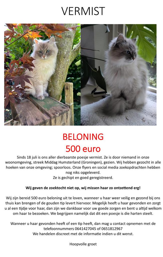 Vermist Siberisch poesje, Poes