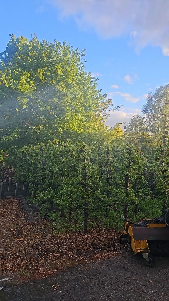 Conference perenbomen, Ophalen of Verzenden, Volle zon, Overige soorten