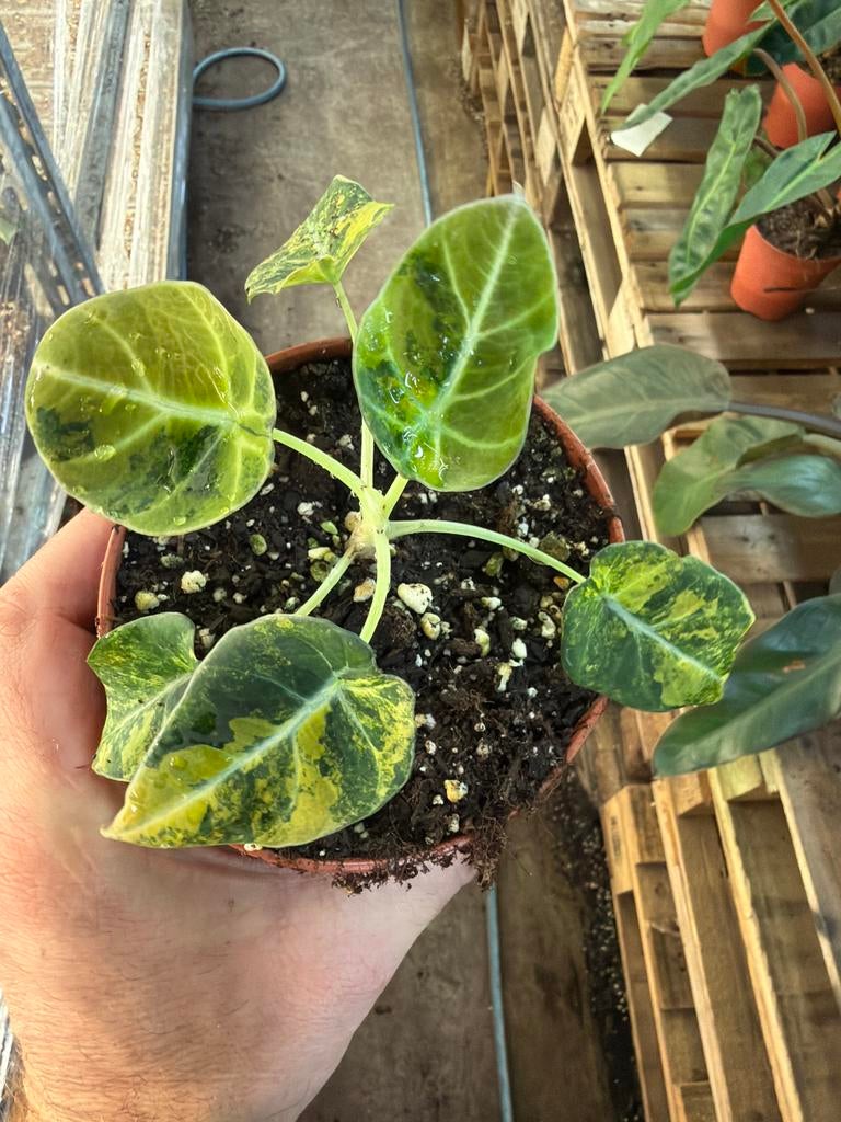 Alocasia Black Velvet Aurea - Gouden Variegata, Huis en Inrichting, Kamerplanten, Overige soorten, In pot, Minder dan 100 cm, Groene kamerplant