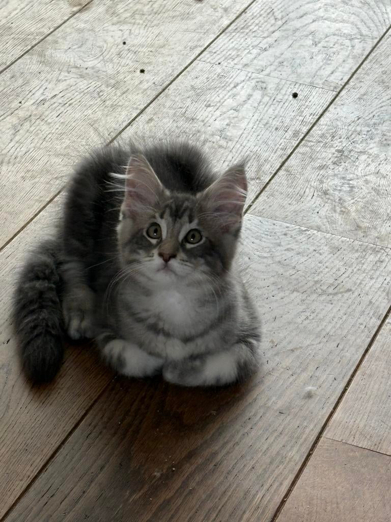 Maine coon kittens XXL, Kater, Gechipt, 0 tot 2 jaar