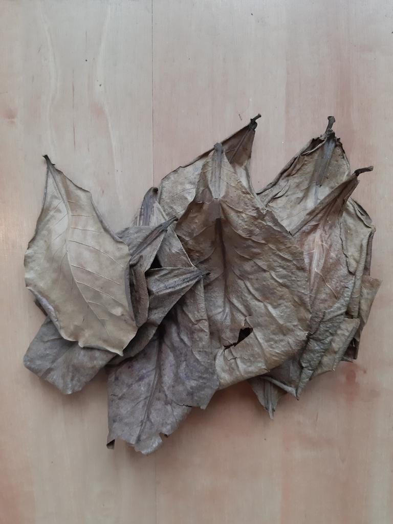 20 Catappa bladeren, Dieren en Toebehoren, Vissen | Aquaria en Toebehoren, Nieuw, Plant(en), Steen of Hout, Ophalen