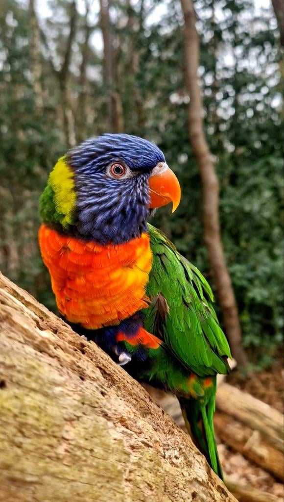 SUPER Mooie Tamme Lori (Pop), Dieren en Toebehoren, Vogels | Parkieten en Papegaaien, Vrouwelijk, Papegaai, Geringd