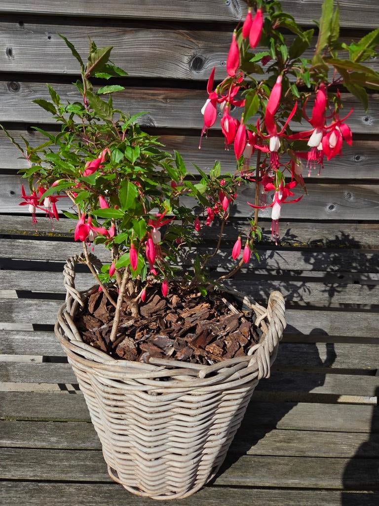 Fuchsia grote plant in rieten mand - Bloeiende tuinplant, Ophalen of Verzenden