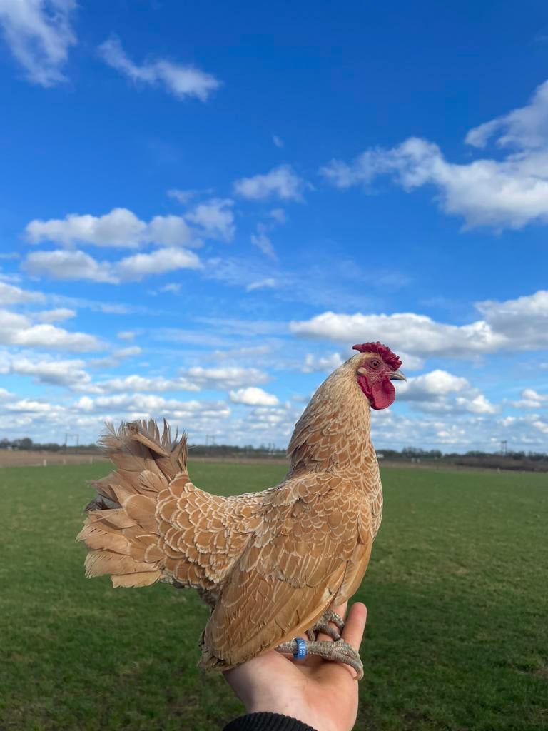 Gezocht verschillende kippen rassen, Dieren en Toebehoren, Meerdere dieren, Kip