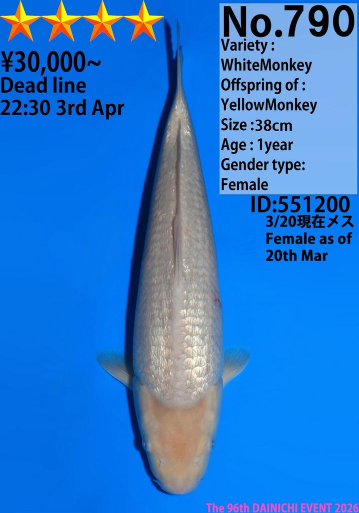 Ginrin Soragoi Dainichi 38cm Tosai Koi! Chagoi karashi, Dieren en Toebehoren, Vissen | Vijvervissen, Karper of Koi