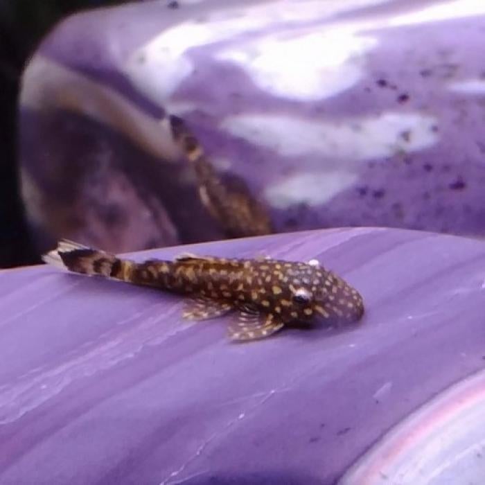 Ancistrus cf. cirrhosus, Vis