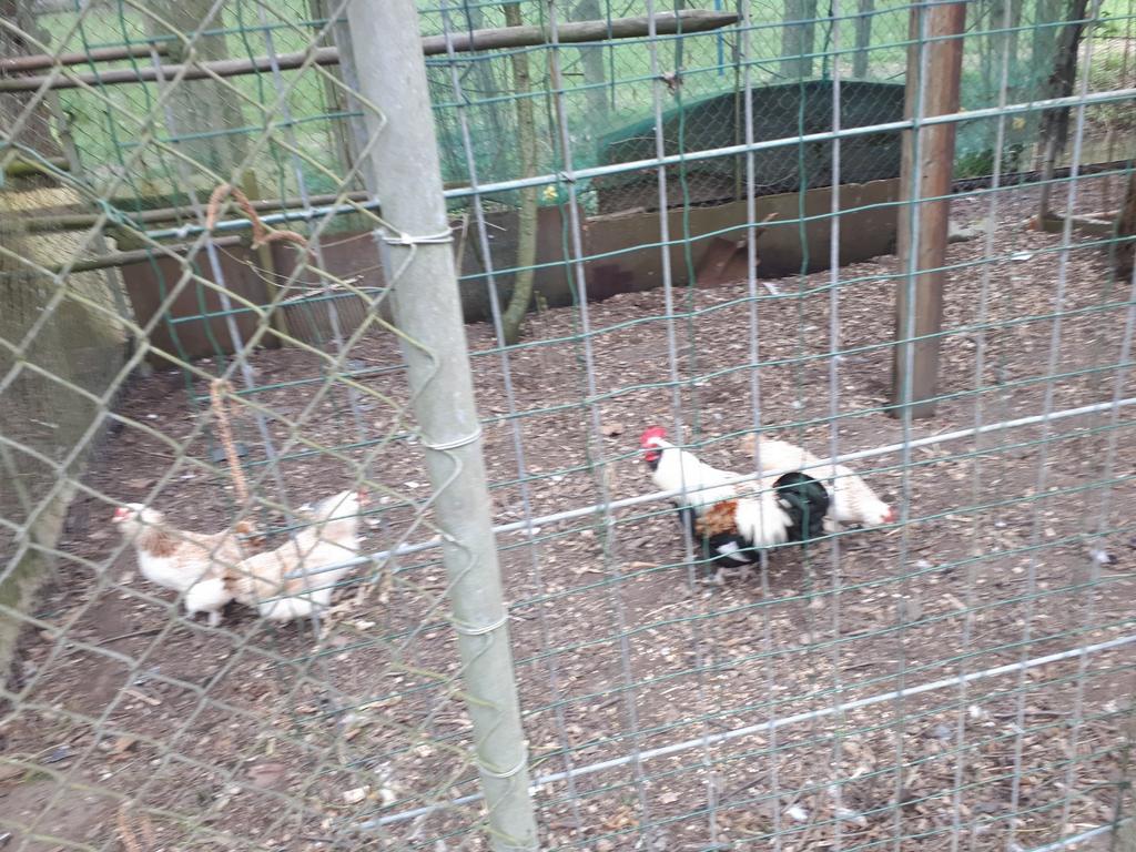 Broedeieren faverolle kriel, Dieren en Toebehoren, Geslacht onbekend, Kip