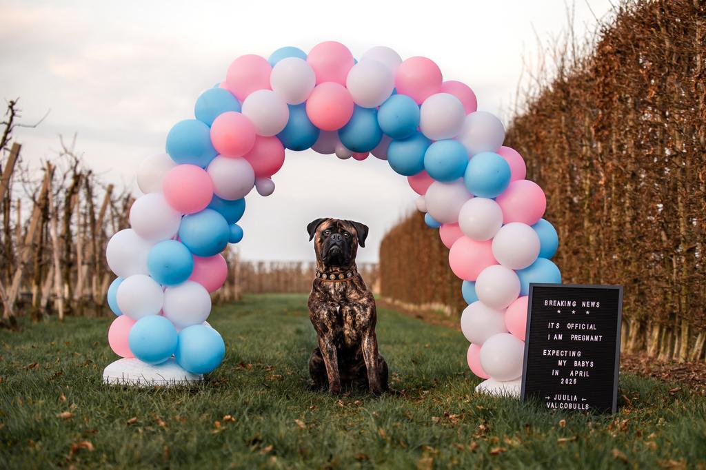 Bullmastiff puppy’s verwacht, Nederland, Parvo, Overige rassen, 8 tot 15 weken