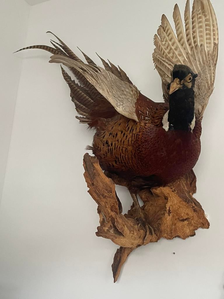 Opgezette fazant, Verzamelen, Ophalen, Vogel, Opgezet dier