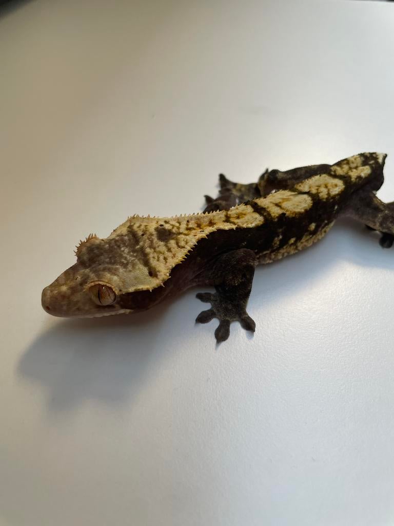 Wimpergekko man Crested Gecko - male for sale from mendonca