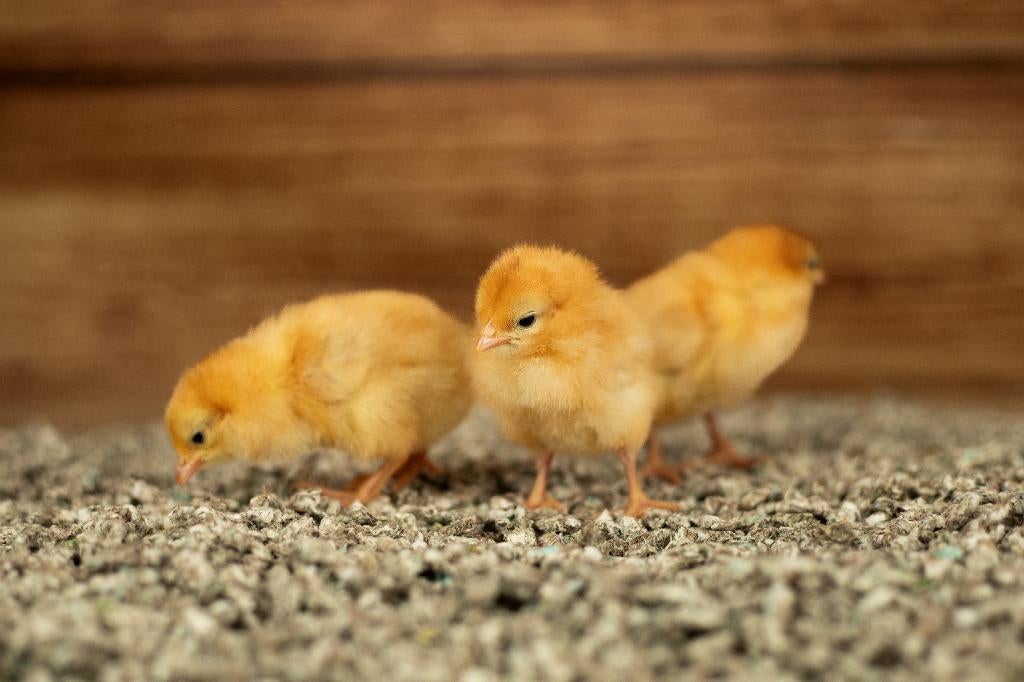 New Hampshire kriel kippenkuikens | Gesekst en Ingeënt, Vrouwelijk, Kip