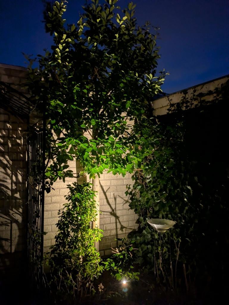 Lei laurier Prunus caucasica, Ophalen of Verzenden, Halfschaduw, Leiboom