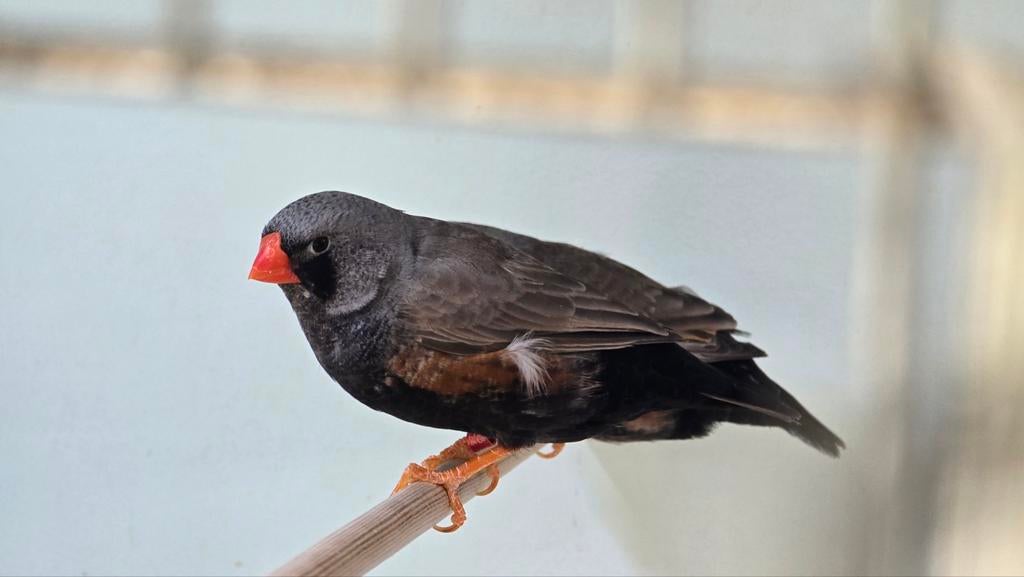 Charcoal zebravinken grijs, Meerdere dieren