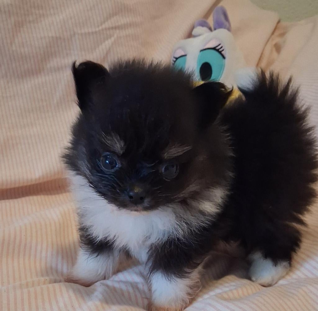 3 prachtige pomeriaan pups(mini)alvast te reserveren, Overige rassen, 8 tot 15 weken, Meerdere, Meerdere dieren