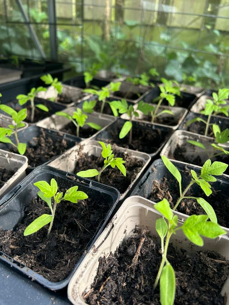 Groente / moestuin plantjes, tomaten, paprika, sla, Ophalen, Eenjarig, Groenteplanten, Volle zon