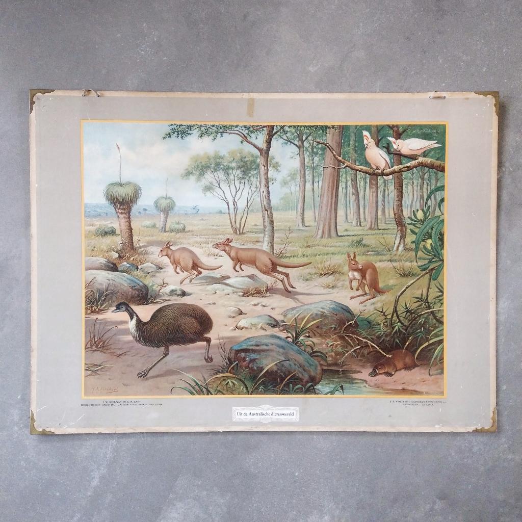 Schoolplaat Uit de Australische dierenwereld – 1934, Ophalen of Verzenden, Natuur en Biologie