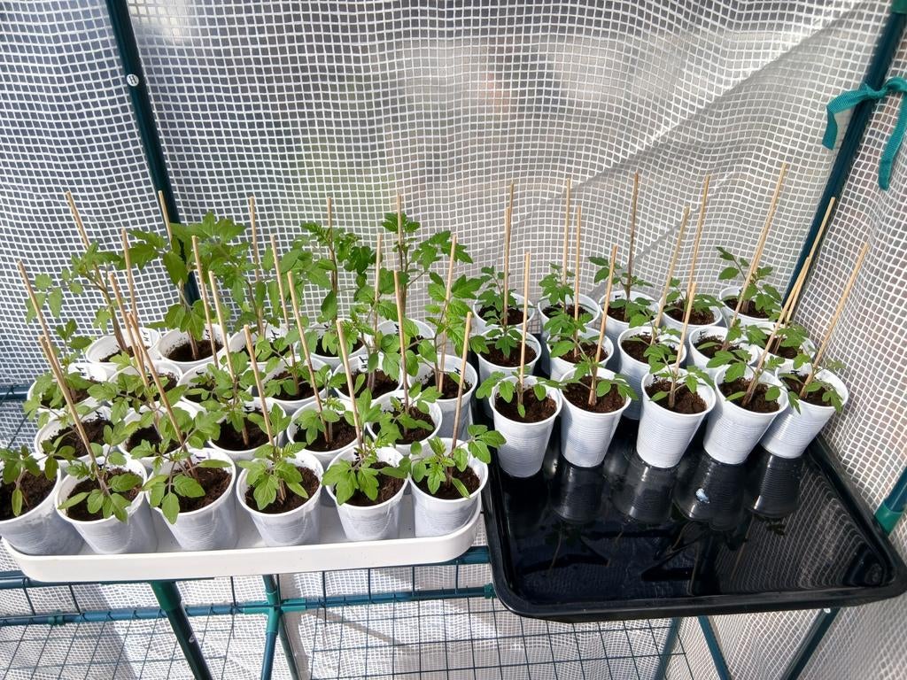Biologische Honing tomatenplanten -, Tuin en Terras, Planten | Tuinplanten, Ophalen, Volle zon, Groenteplanten, Eenjarig