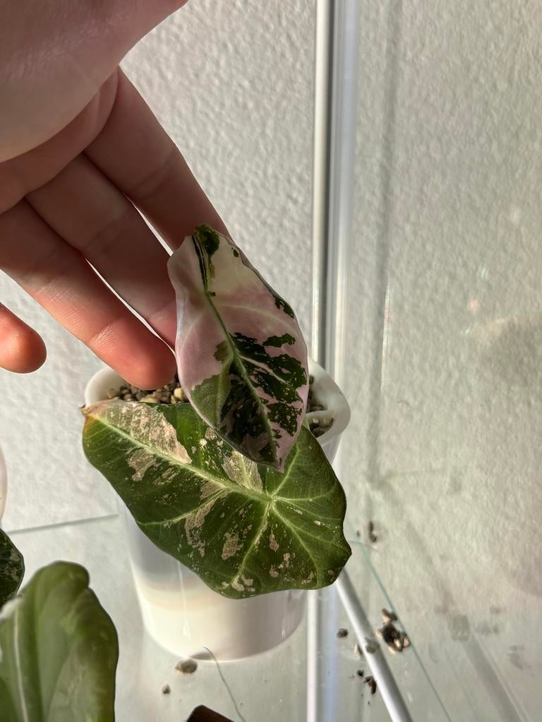 Alocasia black velvet pink, Huis en Inrichting, Kamerplanten, Overige soorten, In pot, Minder dan 100 cm, Groene kamerplant