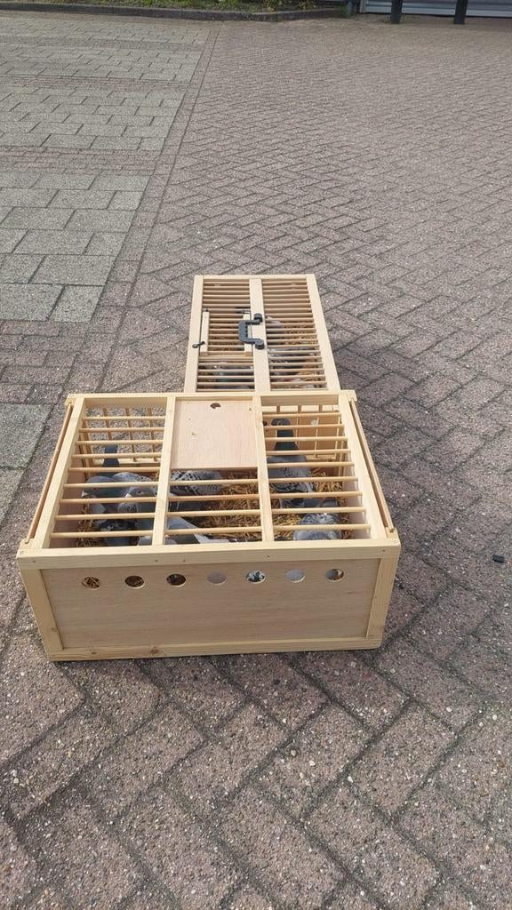 Unikon antenne gezocht, Postduif