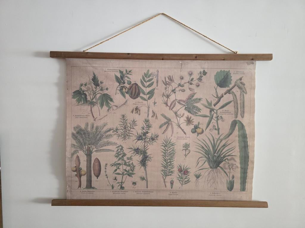 Vintage schoolplaat planten - Botanische wanddecoratie, Antiek en Kunst, Antiek | Schoolplaten, Ophalen of Verzenden, Natuur en Biologie