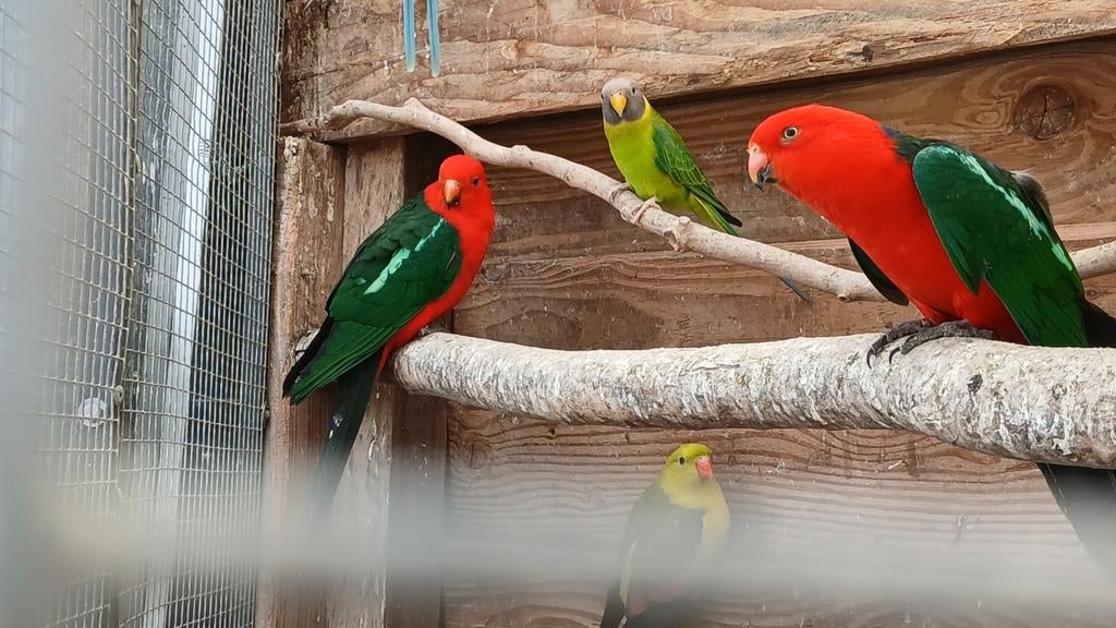 Koningsparkiet, Mannelijk, Parkiet