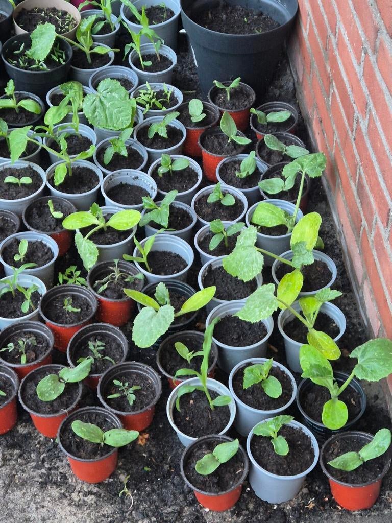 Planten, Ophalen of Verzenden, Overige soorten, Volle zon