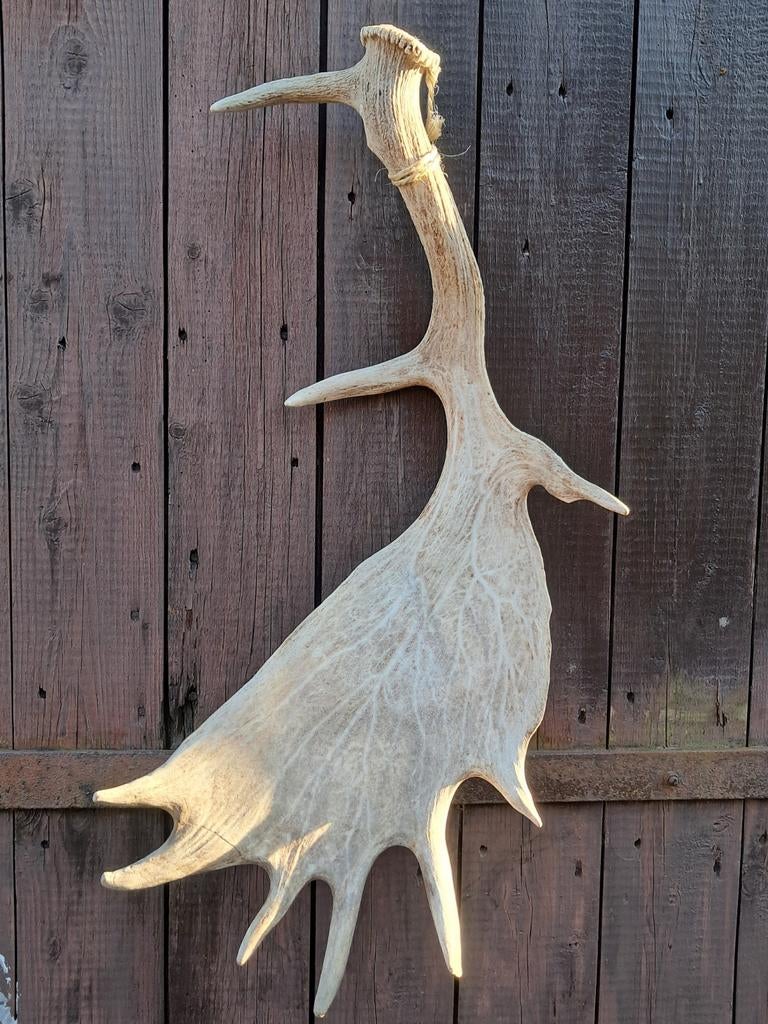 Grote hert gewei. Damhert landelijk natuur decoratie, Ophalen of Verzenden, Zo goed als nieuw, Hert, Gewei of Kop