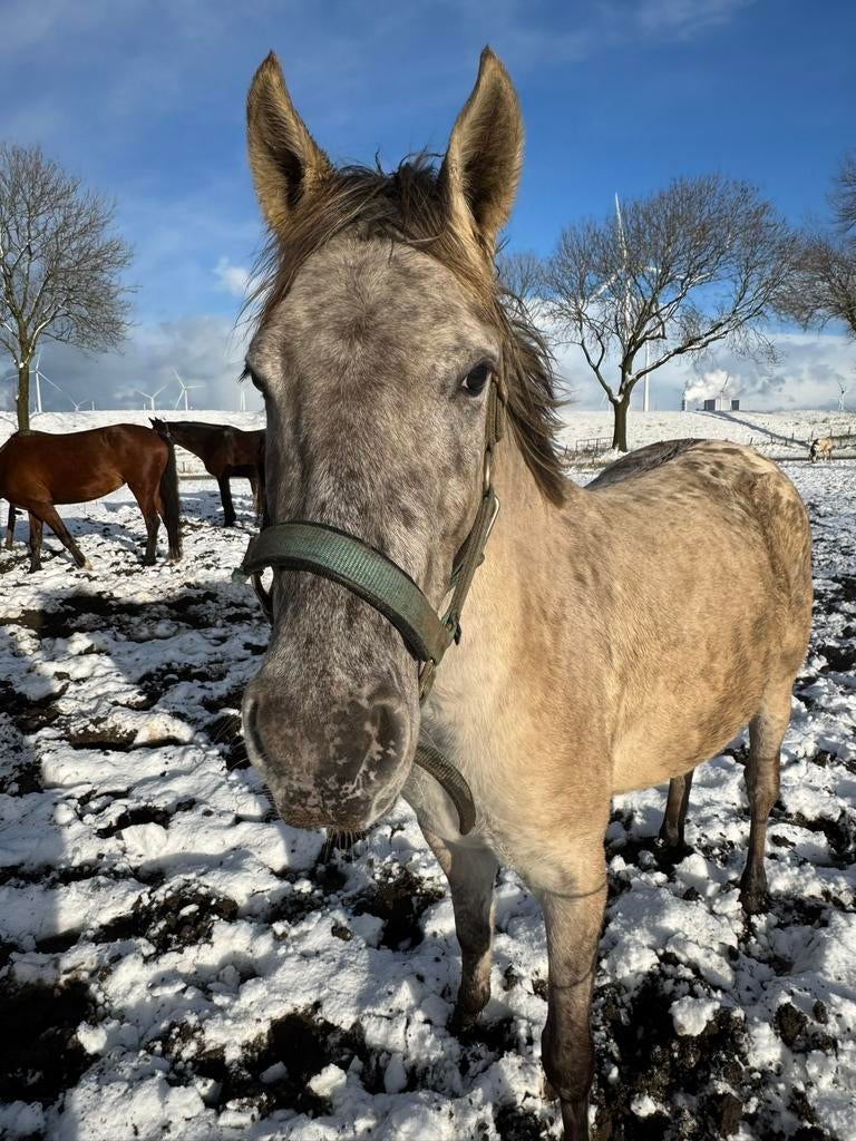 5 jarige valk D pony merrie, GRULLA APPALOOSA 3 jaar, Dressuurpony, Zadelmak, 3 tot 6 jaar, D pony (1.37m tot 1.48m)