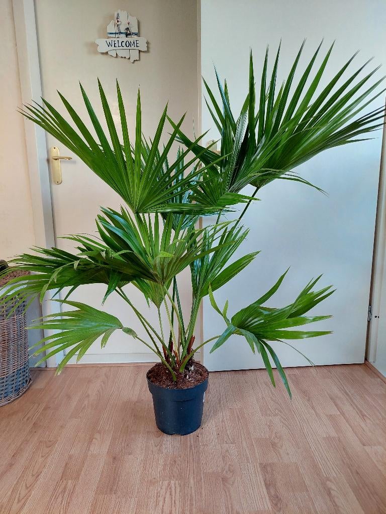 XL Livistona Rotundifolia - Waaierpalm H: 130 cm., Ophalen, 100 tot 150 cm, Palm, Halfschaduw